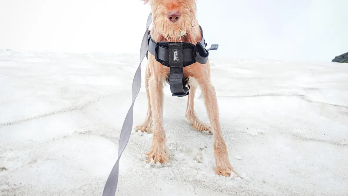 Measure Your Dog for a Harness