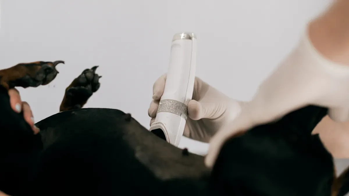 Evaluating Fit in Canine Hip Support