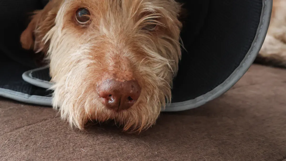 Recovery Demands and Management