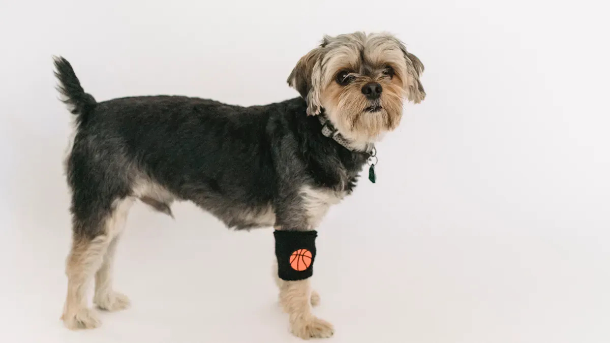 Fit, Comfort, and Daily Wear for Dogs with CCL Tear
