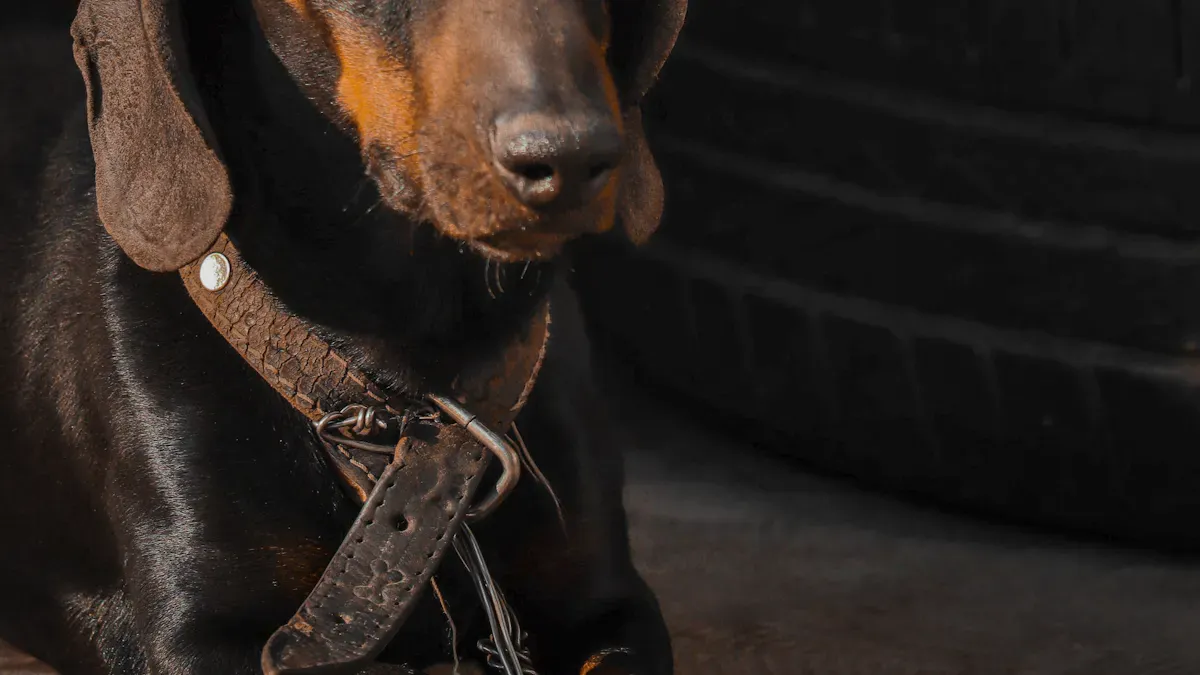 How to Measure and Fit Dog Leg Braces