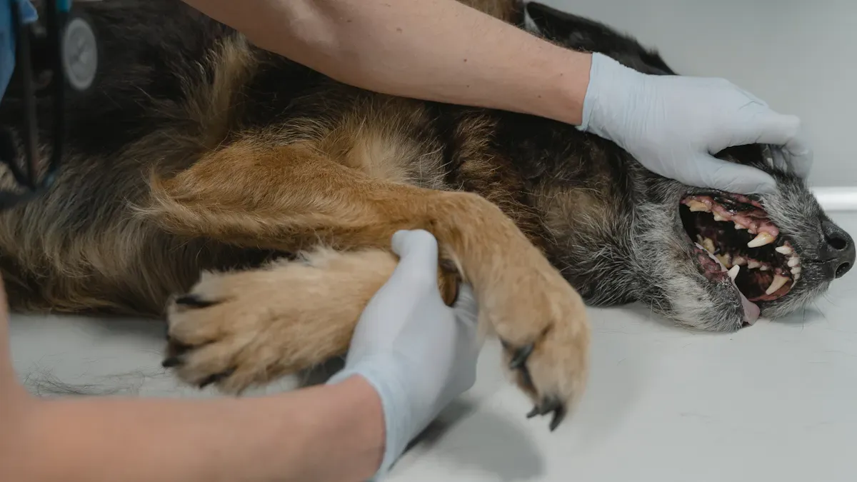 Fit and Skin Checks for Dog Protection Sleeves