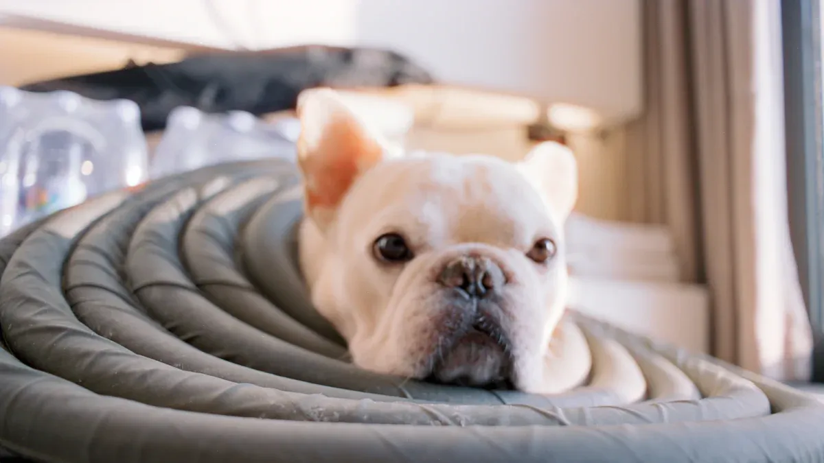 Practical Use of Dog Knee Brace in Rehab