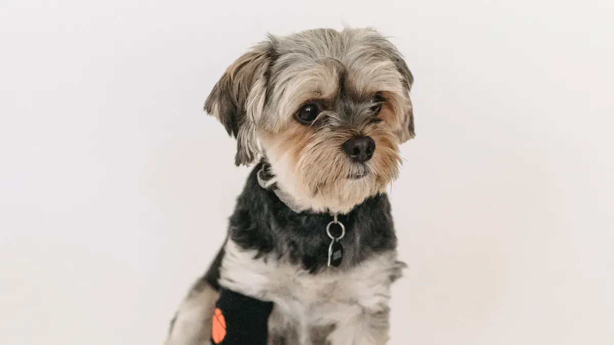 Dog Stifle Brace Walking Plan and Wear Schedule