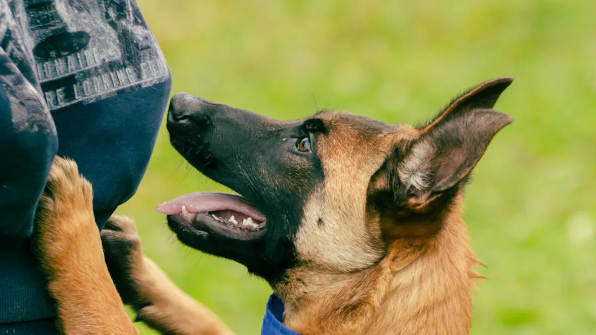 Quick Reference: Front vs Hind Leg Sleeve Comparison