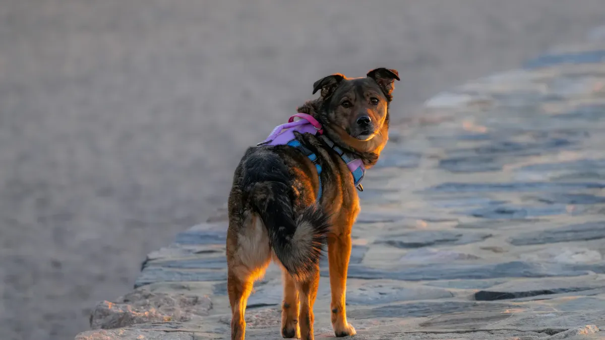 Harness Sizing Mistakes and Fit Problems